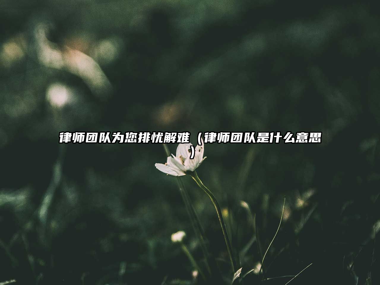 律師團隊為您排憂解難（律師團隊是什么意思）