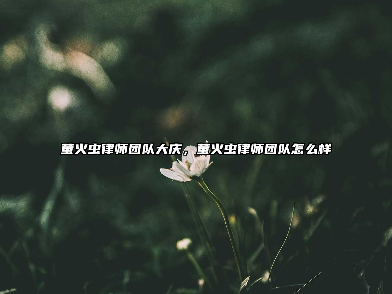 螢火蟲律師團隊大慶，螢火蟲律師團隊怎么樣